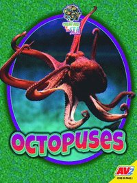 bokomslag Octopuses