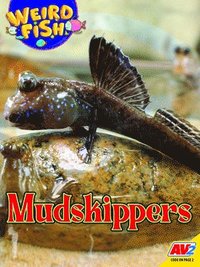 bokomslag Mudskippers