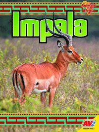 bokomslag Impala