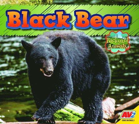 Black Bear 1