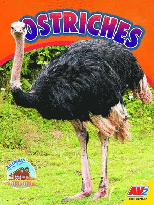 bokomslag Ostriches