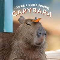 bokomslag You're a Good Friend, Capybara