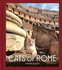 bokomslag Cats of Rome