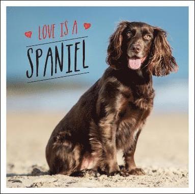 Charlie Ellis - Love is a Spaniel, Inbunden