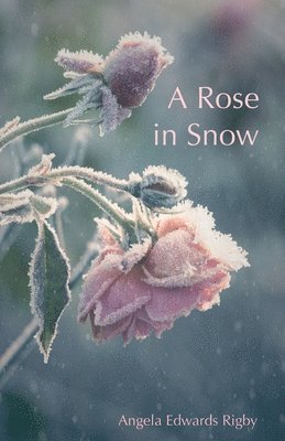 A Rose in Snow 1