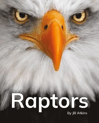 bokomslag Raptors