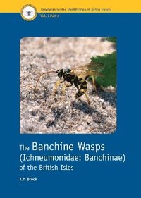bokomslag Banchine Wasps (Ichneumonidae: Banchinae) of the British Isles