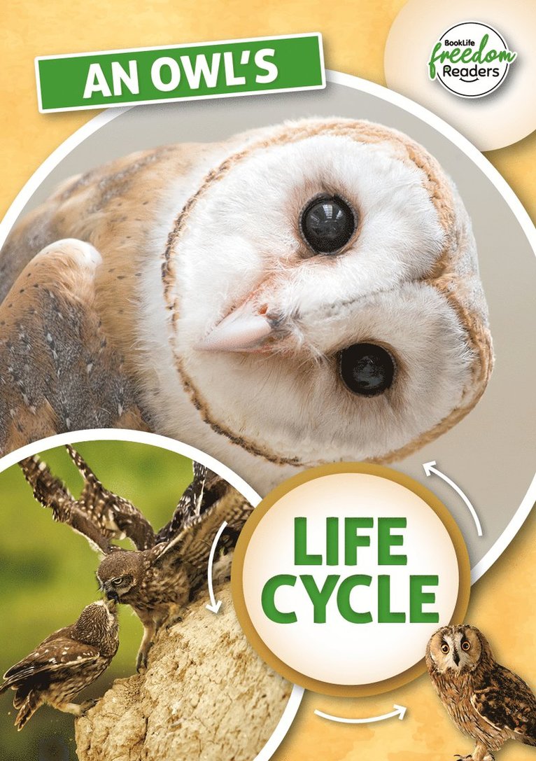 Madeline Tyler - Owl's Life Cycle, Häftad