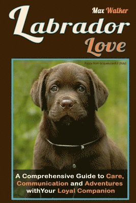 Labrador Love 1