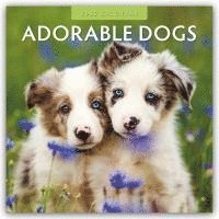 bokomslag Adorable Dogs 2025 Square Wall Calendar
