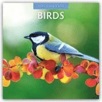 Red Robin, Robin Red - Birds 2025 Square Wall Calendar, Häftad