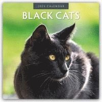 bokomslag Black Cats 2025 Square Wall Calendar