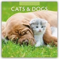 bokomslag Cats & Dogs 2025 Square Wall Calendar