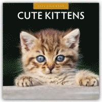 bokomslag Cute Kittens 2025 Square Wall Calendar