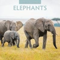 bokomslag Elephants 2025 Square Wall Calendar