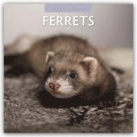 bokomslag Ferrets 2025 Square Wall Calendar