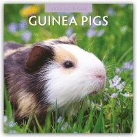 Red Robin - Guinea Pigs 2025 Square Wall Calendar, Häftad