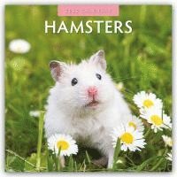 bokomslag Hamsters 2025 Square Wall Calendar