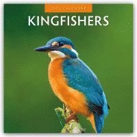 Red Robin, Robin Red - Kingfishers 2025 Square Wall Calendar, Häftad