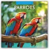 bokomslag Parrots 2025 Square Wall Calendar