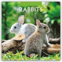 bokomslag Rabbits 2025 Square Wall Calendar