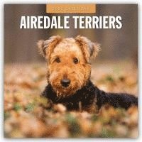 bokomslag Airedale Terriers 2025 Square Wall Calendar
