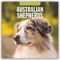 bokomslag Australian Shepherds 2025 Square Wall Calendar