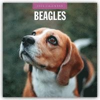 bokomslag Beagles 2025 Square Wall Calendar