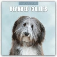 bokomslag Bearded Collies 2025 Square Wall Calendar