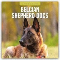 Belgian Shepherd Dogs 2025 Square Wall Calendar 1