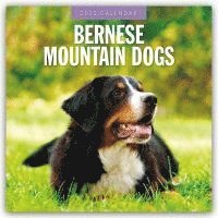 bokomslag Bernese Mountain Dogs 2025 Square Wall Calendar
