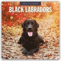 bokomslag Black Labradors 2025 Square Wall Calendar