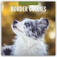 bokomslag Border Collies 2025 Square Wall Calendar