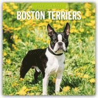 bokomslag Boston Terriers 2025 Square Wall Calendar