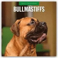 bokomslag Bullmastiffs 2025 Square Wall Calendar