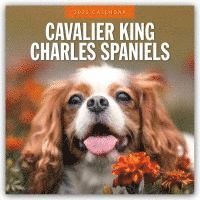 bokomslag Cavalier King Charles Spaniel 2025 Square Wall Calendar