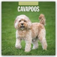 Red Robin, Robin Red - Cavapoos 2025 Square Wall Calendar, Häftad