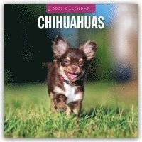 bokomslag Chihuahuas 2025 Square Wall Calendar