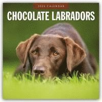 bokomslag Chocolate Labradors 2025 Square Wall Calendar