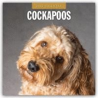 Red Robin, Robin Red - Cockapoos 2025 Square Wall Calendar, Häftad