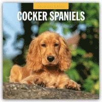 bokomslag Cocker Spaniels 2025 Square Wall Calendar