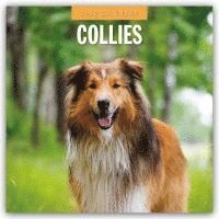 bokomslag Collies 2025 Square Wall Calendar