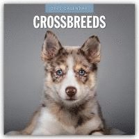Red Robin, Robin Red - Crossbreeds 2025 Square Wall Calendar, Häftad
