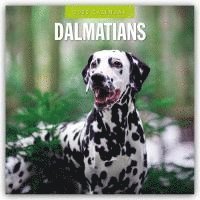 Red Robin, Robin Red - Dalmatians 2025 Square Wall Calendar, Häftad