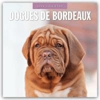 bokomslag Dogues de Bordeaux 2025 Square Wall Calendar