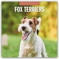 bokomslag Fox Terriers 2025 Square Wall Calendar