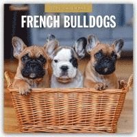 French Bulldogs 2025 Square Wall Calendar 1