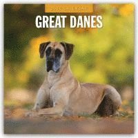 bokomslag Great Danes 2025 Square Wall Calendar