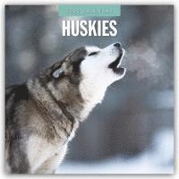 bokomslag Huskies 2025 Square Wall Calendar