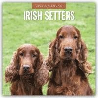 bokomslag Irish Setters 2025 Square Wall Calendar